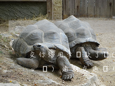 交行信用卡還款了發(fā)短信說(shuō)逾期(交通銀行信用卡 短信提醒)