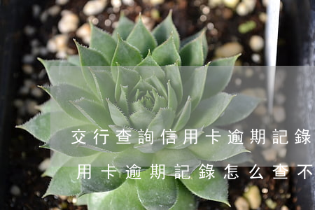 交行查詢信用卡逾期記錄怎么查 交行查詢信用卡逾期記錄怎么查不到