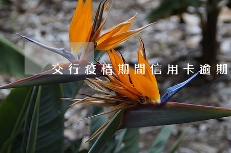 交行疫情期間信用卡逾期(因疫情信用卡逾期)