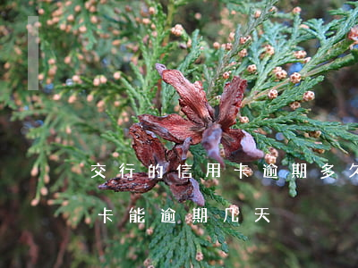 交行的信用卡逾期多久会起诉-交行的信用卡能逾期几天