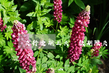 交行逾期三天還款期限(交通銀行延期還款三天)