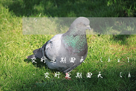 交行逾期四天會(huì)不給你打電話嗎-交行逾期四天會(huì)不給你打電話嗎是真的嗎