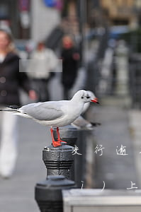 交行逾期電話核實(shí)地址會(huì)上門嗎-交行逾期電話核實(shí)地址會(huì)上門嗎是真的嗎