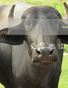 交警地位如何(什么樣的交警)