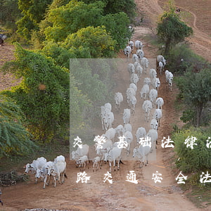 交警基础法律法规考试(中华人民共和国道路交通安全法考试)