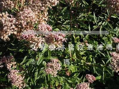 交警痕跡鑒定靠譜嗎(車輛痕跡鑒定準(zhǔn)嗎)