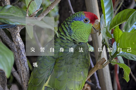 交警自身違法可以給自己開(kāi)罰單嗎