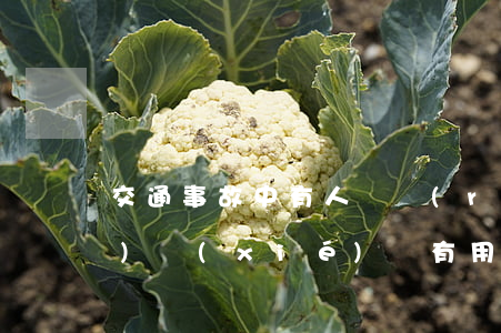 交通事故中有人傷認(rèn)全責(zé)協(xié)議有用嗎(交通事故撞傷人認(rèn)全責(zé)有什么后果)