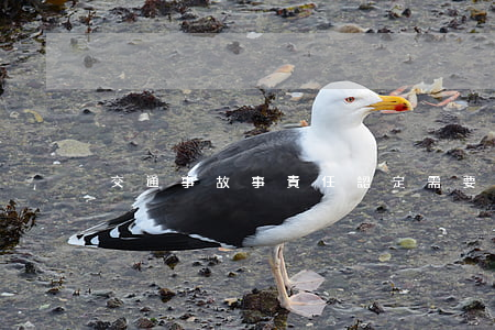交通事故事責任認定需要什么程序