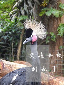 交通事故人伤怎么私了(交通事故碰了人千万别私了)