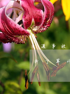 交通事故人傷骨折了怎么賠償(交通事故人骨折了,算什么傷)