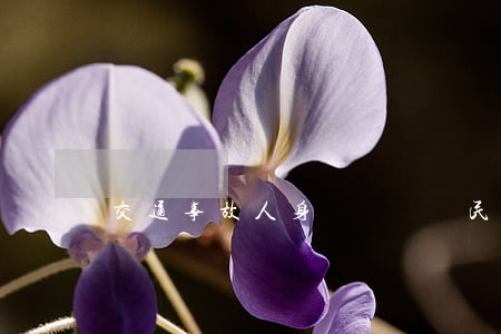 交通事故人身賠償訴訟(民事訴訟法交通事故賠償)