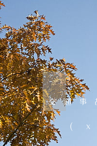 交通事故保險(xiǎn)理賠(交通事故保險(xiǎn)理賠的流程是什么)