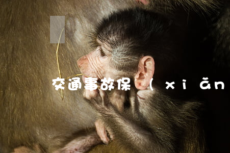 交通事故保險(xiǎn)能賠多少錢