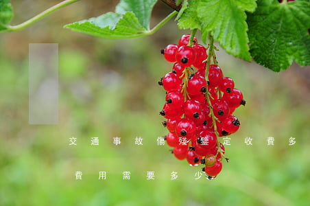 交通事故傷殘鑒定收費多少錢(事故傷殘鑒定費用需要多少)