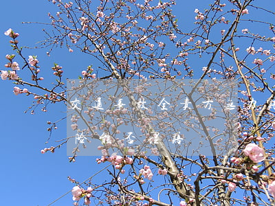 交通事故，全责方无力赔偿， 无责方投保的车损险能否理赔