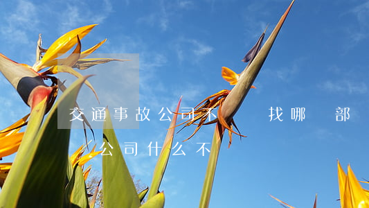 交通事故公司不賠錢找哪個部門(交通事故保險公司什么不賠)