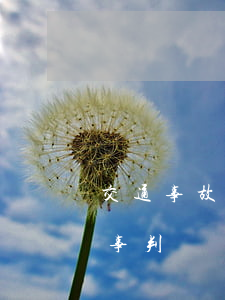 交通事故判決書是屬于什么糾紛(交通事故民事判決書案例)