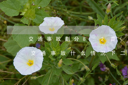 交通事故劃分8:2責(zé)任怎么賠償(交通事故什么情況下二八分責(zé))