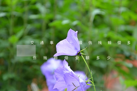 交通事故十级伤残赔偿多少钱(交通肇事十级伤残赔偿金额多少)
