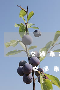 交通事故各一半責(zé)任如何處理(出了交通事故責(zé)任一人一半怎么處理)