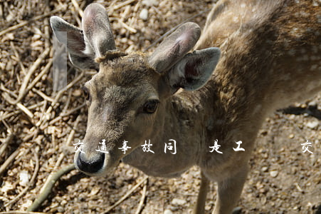 交通事故同責是工傷嗎(交通事故同責怎么分)