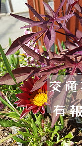交通事故多久沒有報案失效(交通事故多久沒有報案失效)