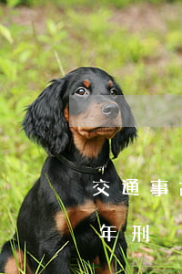 交通事故多少錢可以判刑(交通事故最多判幾年刑)