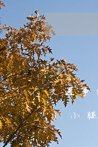 交通事故大腿骨骨折賠償多少錢(qián)(小腿骨折賠償費(fèi)大概多少錢(qián))