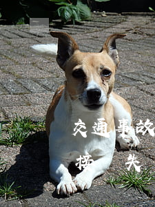 交通事故如何追償間接賠償,交通事故賠償間接損失嗎 交通事故如何追償間接賠償,交通事故賠償間接損失嗎