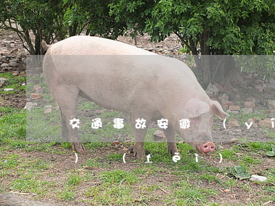 交通事故安徽營(yíng)養(yǎng)費(fèi)賠償標(biāo)準(zhǔn)(合肥市營(yíng)養(yǎng)費(fèi)賠償標(biāo)準(zhǔn)一天)