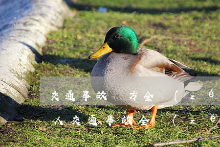 交通事故對方全責(zé)一般賠償多少?(本人交通事故全責(zé)對方會賠錢嗎)