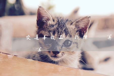 交通事故工傷找律師劃算嗎(交通事故請律師劃算嗎)