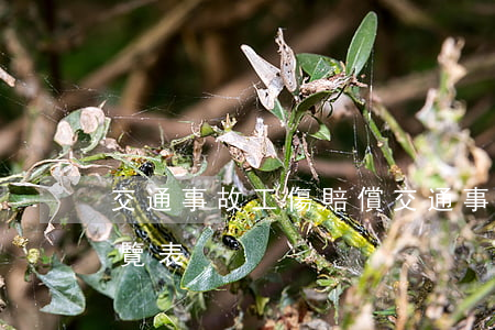 交通事故工傷賠償(交通事故工傷賠償標準一覽表)