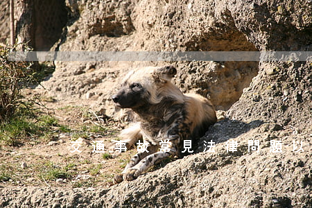 交通事故常見法律問題以及賠償事宜介紹