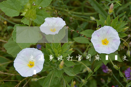 交通事故打官司麻煩嗎(交通事故打官司麻煩嗎)