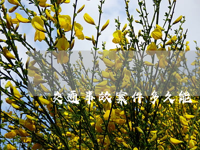 交通事故案件多久能發(fā)喪