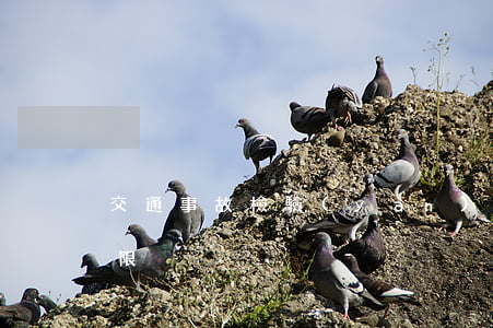 交通事故檢驗(yàn)鑒定時(shí)限
