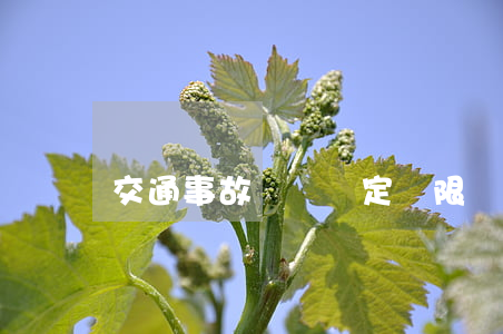 交通事故檢驗鑒定時限