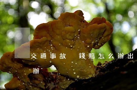 交通事故沒錢賠怎么辦(出了事故沒錢賠怎么辦)