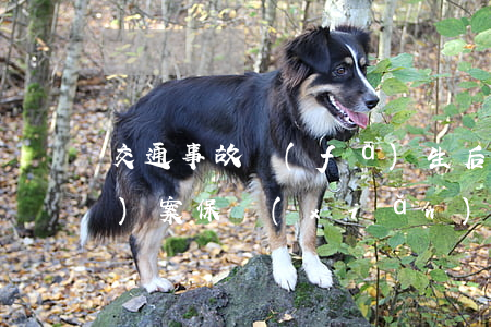 交通事故發(fā)生后隔天才報(bào)案，保險(xiǎn)公司在商業(yè)險(xiǎn)內(nèi)拒賠付