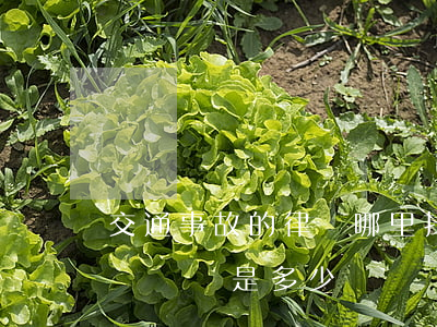 交通事故的律師哪里找(交通事故咨詢律師電話號碼是多少)