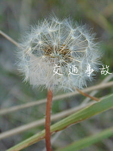 交通事故私了賠償技巧(車禍賠償金怎么算)