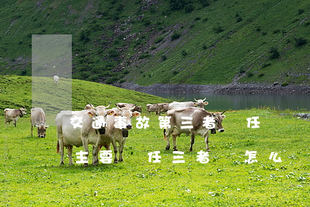 交通事故第三者責任險該如何處理(交通事故主要責任三者險怎么賠)