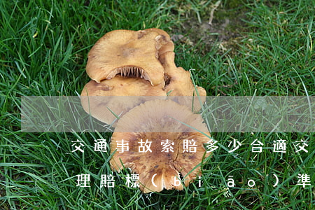 交通事故索賠多少合適(交通車(chē)禍理賠標(biāo)準(zhǔn)是多少)