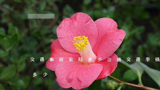 交通事故索賠多少合適(交通車禍理賠標準是多少)