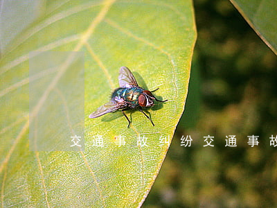 交通事故纠纷(交通事故纠纷找哪个部门)