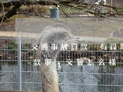 交通事故罰款沒有錄單逾期怎么辦-車禍罰款單沒交會怎么樣