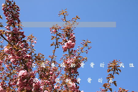 交通事故肋骨骨折一次性賠多少合適(交通事故兩根肋骨骨折算輕傷嗎)