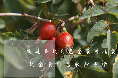 交通事故自已全责可以要求哪些赔偿(交通事故全责自己承担多少)